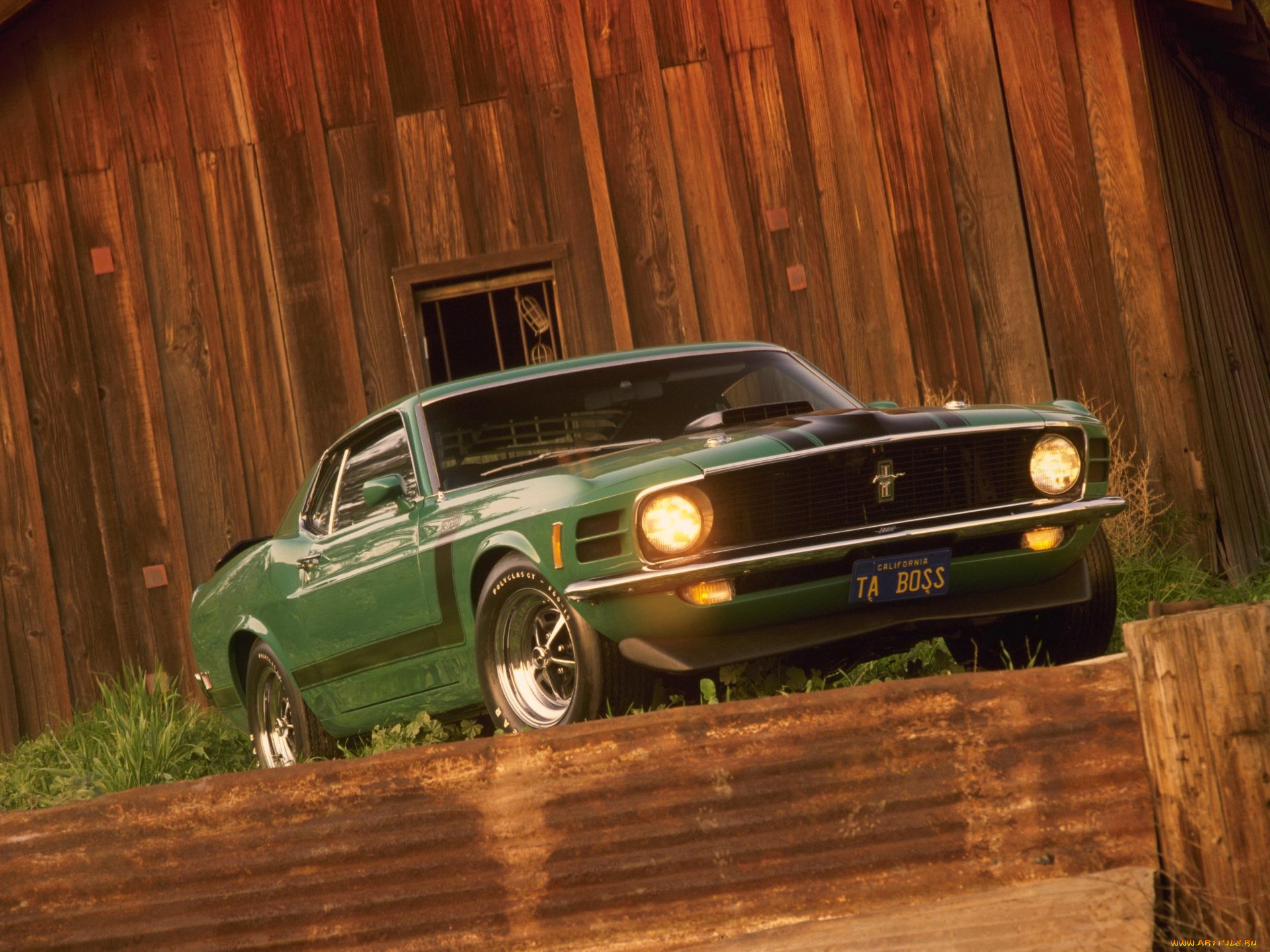 , mustang